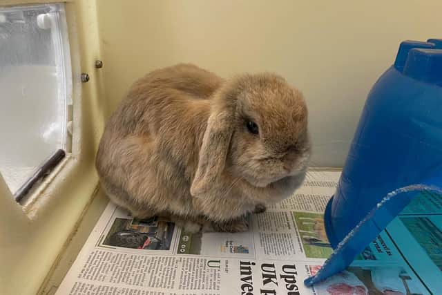 Scottish SPCA