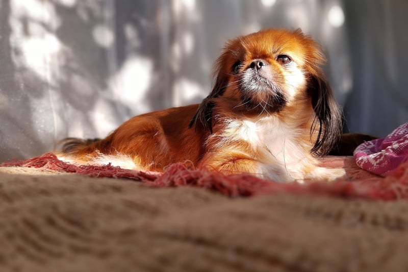 While the tiny Pekingese doesn't always get on well with children, according to the American Kennel Club once you have earned their respect they are "one of the more calm, affectionate, and kind of all canine companions". They are also a very outgoing and very friendly breed.