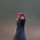 Black grouse at lek site, Deeside. (Pic: Peter Cairns)