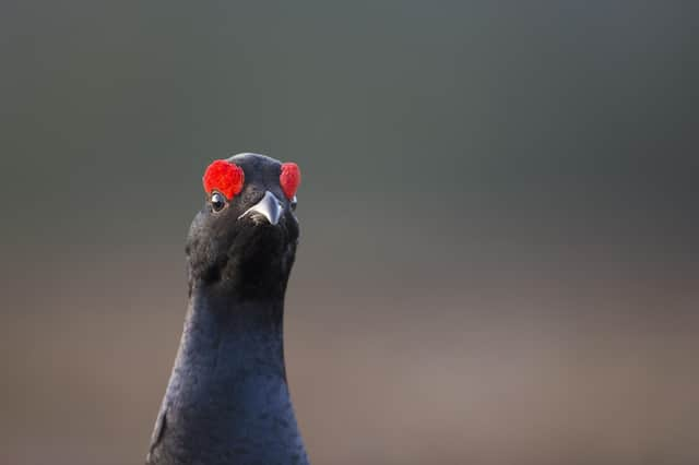 Black grouse at lek site, Deeside. (Pic: Peter Cairns)