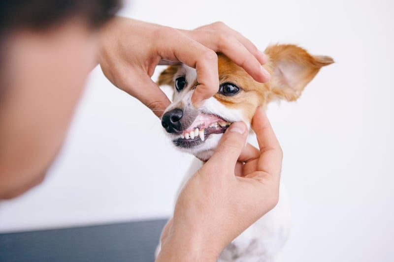 Don’t feed them too many sugary treats, as this can cause more bacteria to build up on your pet’s teeth.