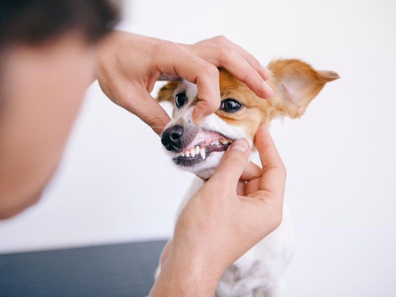 Don’t feed them too many sugary treats, as this can cause more bacteria to build up on your pet’s teeth.