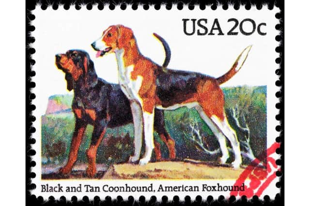 A Black and Tan Coonhound and an American Fox Hound on an American stamp.