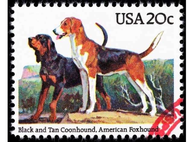 A Black and Tan Coonhound and an American Fox Hound on an American stamp.