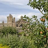 Apples in the orchard at NTS's Priorwood Garden in Melrose could help gardeners preserve the fruit in the future. PIC: NTS/ Brian & Nina Chapple