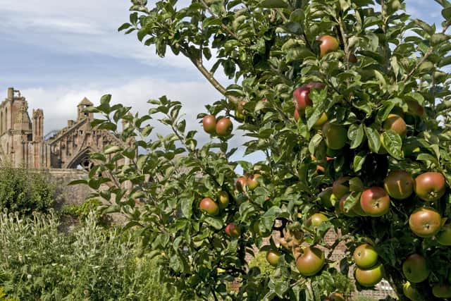 Apples in the orchard at NTS's Priorwood Garden in Melrose could help gardeners preserve the fruit in the future. PIC: NTS/ Brian & Nina Chapple