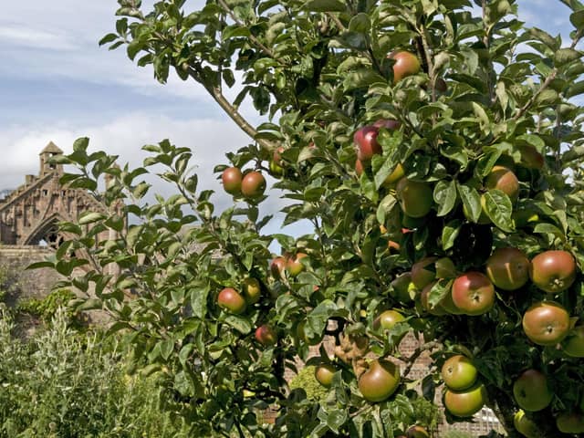 Apples in the orchard at NTS's Priorwood Garden in Melrose could help gardeners preserve the fruit in the future. PIC: NTS/ Brian & Nina Chapple