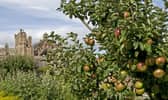 Apples in the orchard at NTS's Priorwood Garden in Melrose could help gardeners preserve the fruit in the future. PIC: NTS/ Brian & Nina Chapple