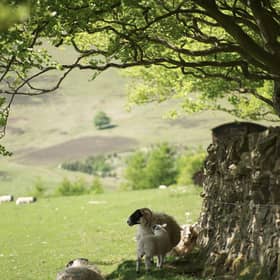 Countryside dog control