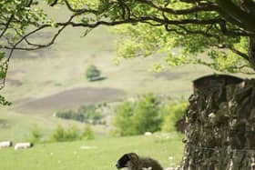 Countryside dog control
