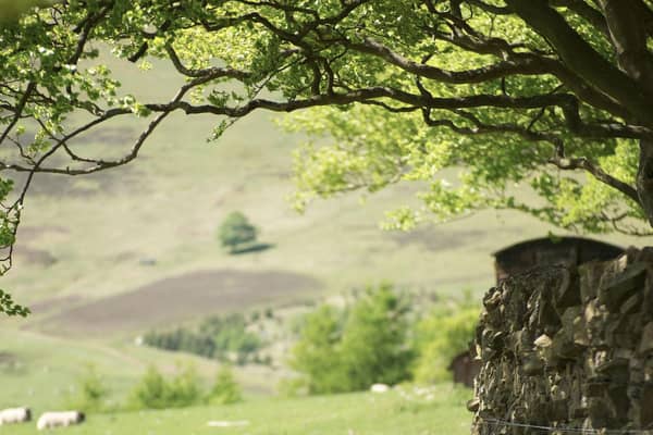 Countryside dog control