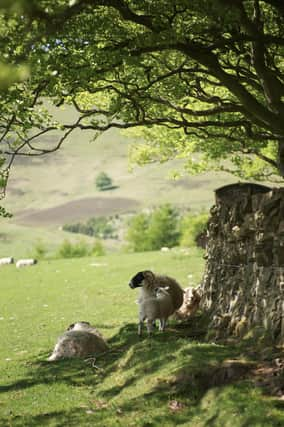 Countryside dog control