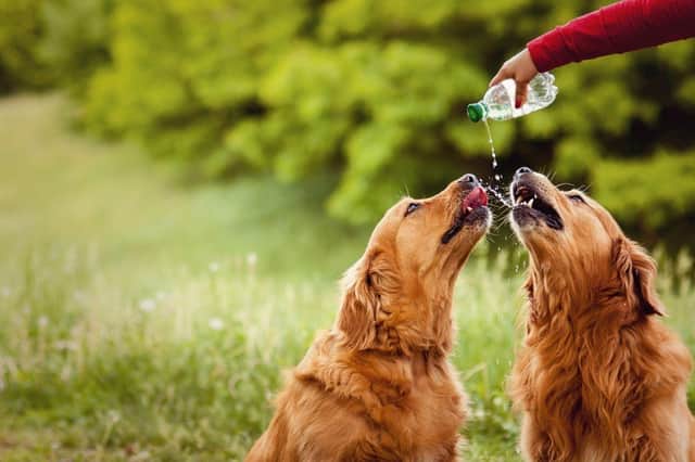 Extreme thirst can be a sign of health issues in dogs.