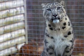 Koshi has arrived at the wildlife park.