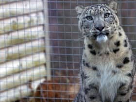Koshi has arrived at the wildlife park.