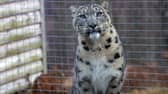 Koshi has arrived at the wildlife park.