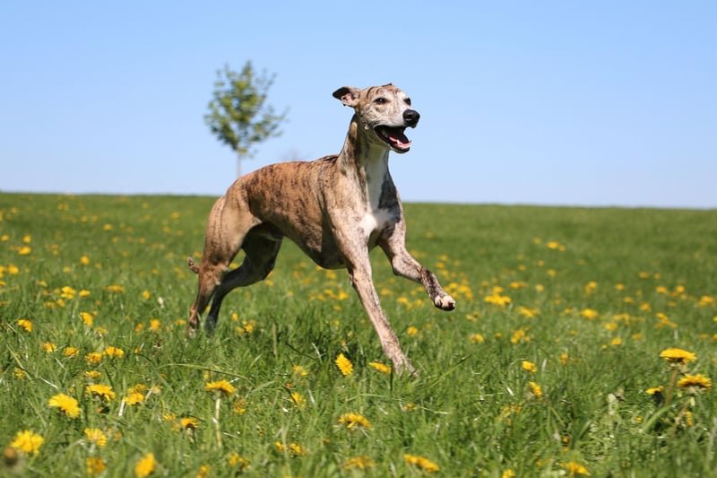 Similar to the Greyhound, the Whippet is a speedy dog that makes a great pet for full-time workers. A short burst of activity is all they need to keep them happy for the rest of the day.