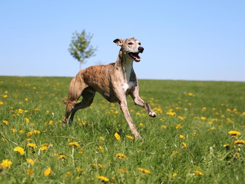 Similar to the Greyhound, the Whippet is a speedy dog that makes a great pet for full-time workers. A short burst of activity is all they need to keep them happy for the rest of the day.