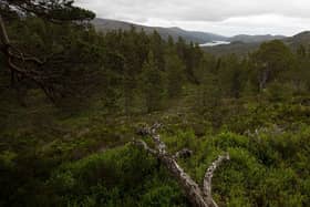 Young farmers are concerned that the current levels of tree planting on productive areas of land is leading to an unsustainable rise in land prices which will lock new entrants out of accessing the industry.  (Photo by Dan Kitwood/Getty Images)