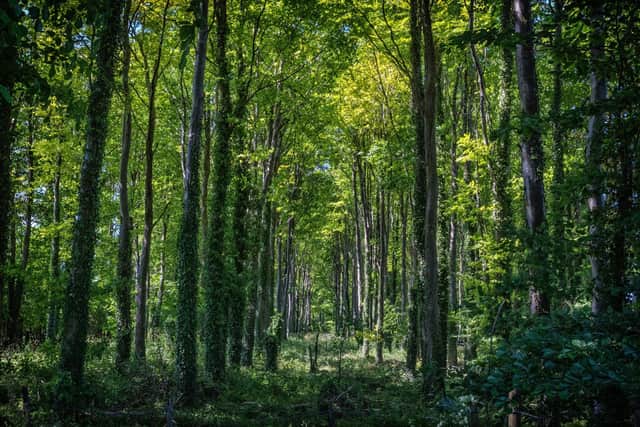 We can’t plant our way out of the climate emergency, says Nick Dimock (Picture: ©andrew pym/EyeEm - stock.adobe)