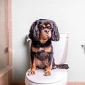 Some breeds of dog are easier to toilet train than others.