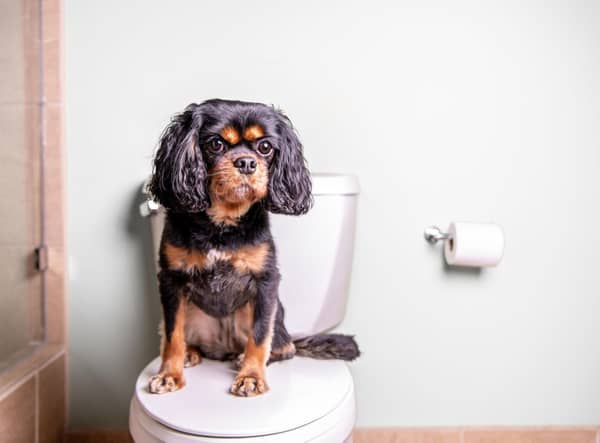 Some breeds of dog are easier to toilet train than others.