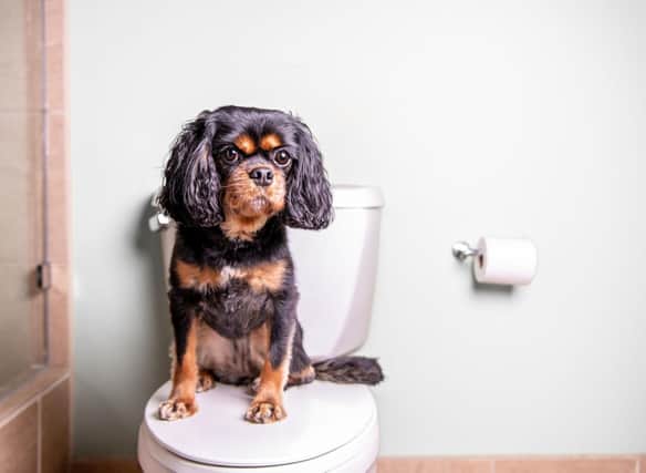 Some breeds of dog are easier to toilet train than others.