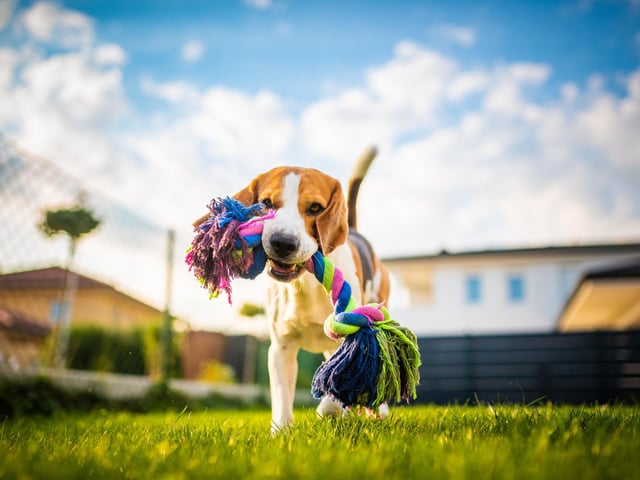 If you’re trying to grow something in your garden, pets can hinder the process as they may trample or pee on the plants. Invest in raised plant beds so that they can’t reach and destroy your greenery.