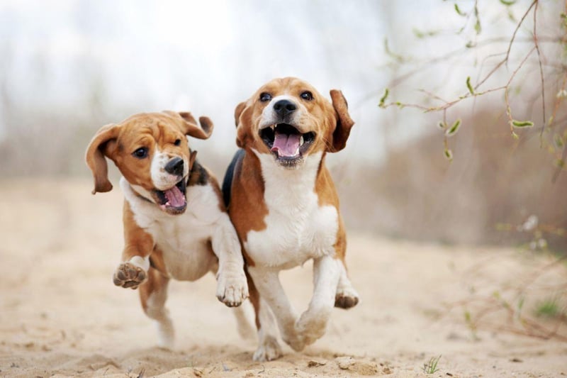 Beagles could be found in royal courts throughout history as they were known to be excellent hunting dogs. Similarly to labradors, they are still a favourite with royalty today, with Guy the rescue beagle being another dog owned by Prince Harry and Meghan Markle.