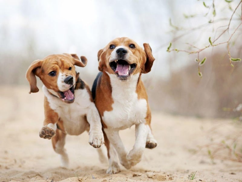 Beagles could be found in royal courts throughout history as they were known to be excellent hunting dogs. Similarly to labradors, they are still a favourite with royalty today, with Guy the rescue beagle being another dog owned by Prince Harry and Meghan Markle.