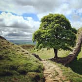 Sycamore Gap and Robin Hood's tree  on Hadrians Wall (photo: Adobe)