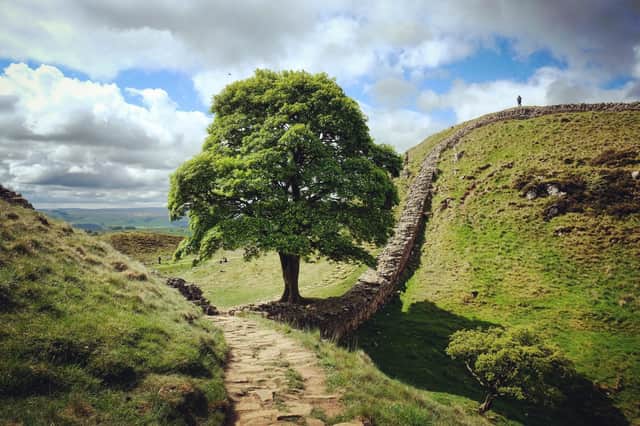 Sycamore Gap and Robin Hood's tree on Hadrians Wall (photo: Adobe)