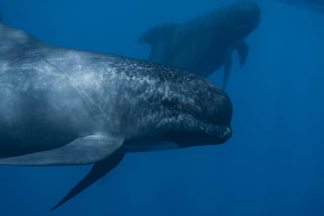 Underwater explosions cause shockwaves that can travel for miles through the sea, potentially deafening - and killing - marine wildlife such as whales and dolphins