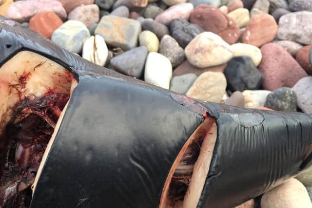 A picture showing the wounds in the porpoise that was killed by a speed boat. Picture: SWNS