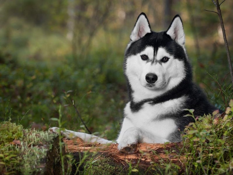 The Siberian Husky is not a breed for a novice dog owner. They are intelligent and playful but can get belligerent, rowdy and destructive - particularly if they don't get the huge amount of exercise they need or if their owner doesn't fully assert their dominance. This problematic behaviour can unfortunately include biting.