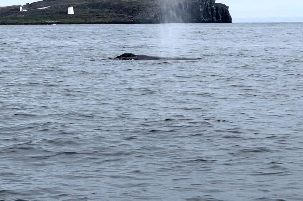 Huge humpback whale spotted playing for the cameras in the Firth of Forth