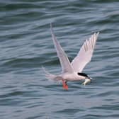 Roseate terns are already critically endangered and now face a new threat from bird flu