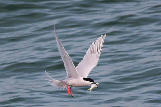 Roseate terns are already critically endangered and now face a new threat from bird flu