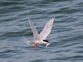 Roseate terns are already critically endangered and now face a new threat from bird flu