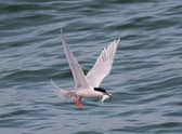 Roseate terns are already critically endangered and now face a new threat from bird flu