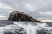 The Bass Rock is a sanctuary for gannets, hosting over 150,000 of them during peak breeding season (Photo: Lisa Ferguson).