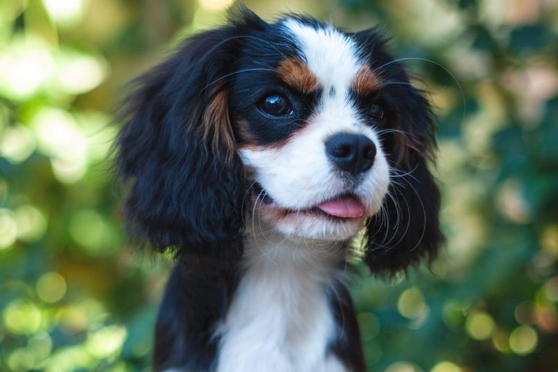 The dog that has one of the softest coats in the canine kingdom also has one of the most attractive. The Cavalier King Charles Spaniel comes in a variety colourations, with the tricolour-coated version having patches of clack, white and brown.