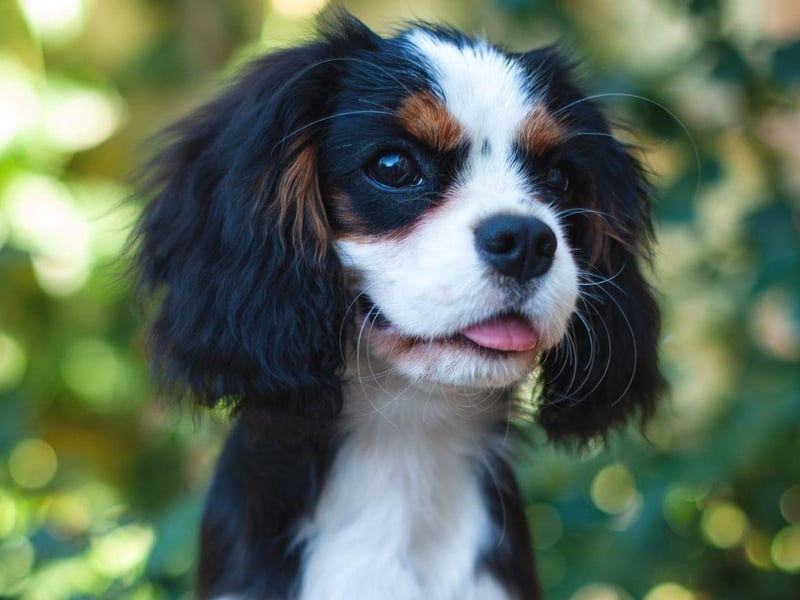 The dog that has one of the softest coats in the canine kingdom also has one of the most attractive. The Cavalier King Charles Spaniel comes in a variety colourations, with the tricolour-coated version having patches of clack, white and brown.