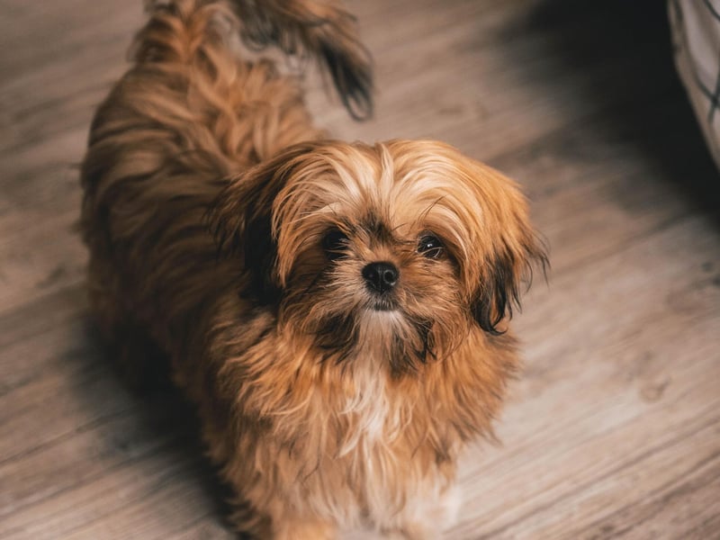 During the Chinese Ming and Manchu Dynasties, all Shih Tzus were considered the exclusive property of the royal court. Any commoner caught with one could expect to be sentenced to death.