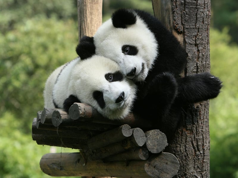 While you might get soggy seeing Edinburgh Zoo's new giraffes, their superstar giant pandas are blessedly indoor-dwelling.