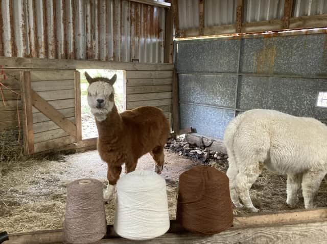 Islander Lindsey Walker used her smartphone camera to document the work of Colonsay Knitting Group, the alpacas they get their wool from and the garments they make.