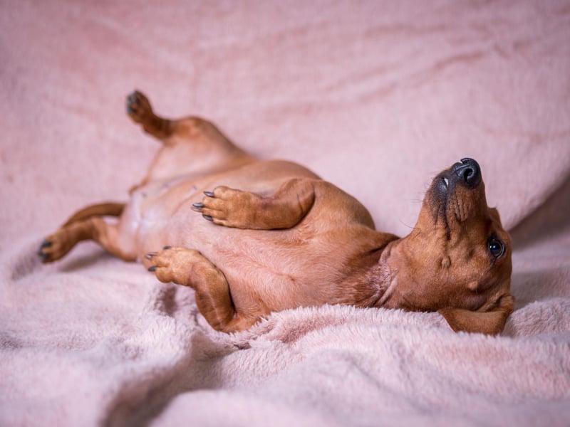 The dachshund was created by German breeders using elements of German, French, and English hounds and terriers.