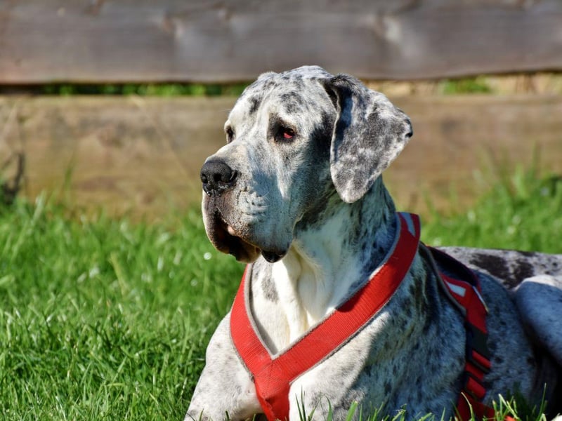 Great Danes are gentle giants that don't need much in the way of exercise or outdoor time - they'd rather sprawl on the couch than be sociable.