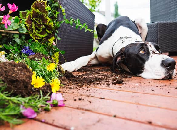 A few simple tips can keep your dog - and your plants - safe in the garden this summer.