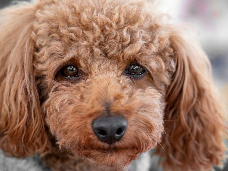 All three sizes of Poodle - toy, miniature and standard, are genetically predisposed to glaucoma. This buildup of fluid in the eye can be painful and lead to blindness, but can be managed by treatment if caught early enough by a vet.